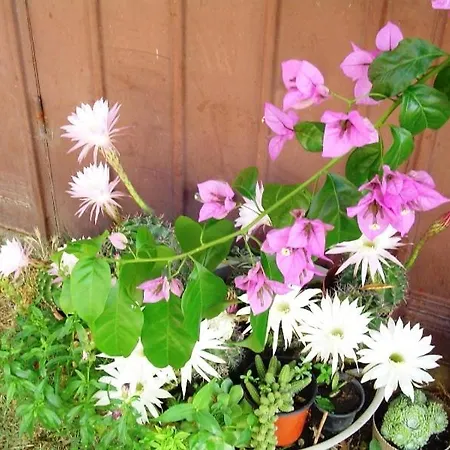 In With Terrace, Wifi 아파트 파코스탄