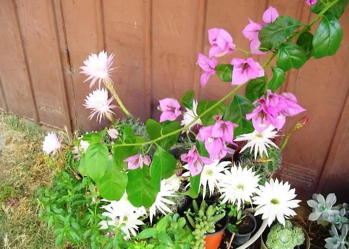 In With Terrace, Wifi Апартаменты Пакоштане